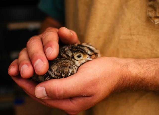Person holding pheasant
