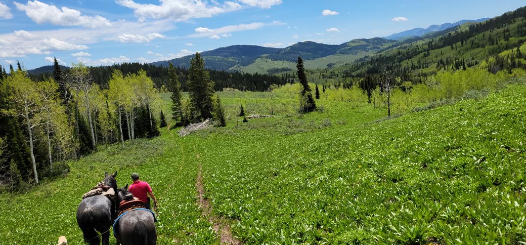 A game warden leads two horses down a trail in the mountains as two dogs run alongside